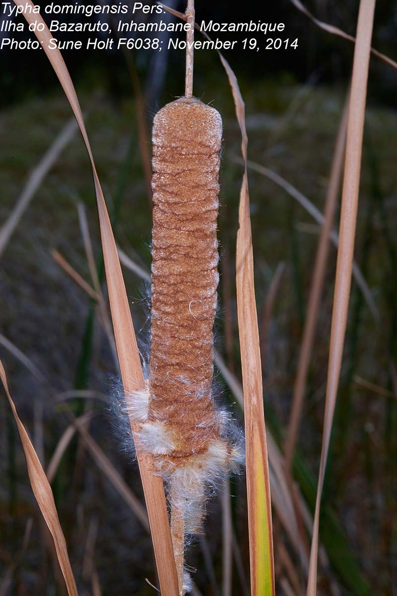 Typha domingensis