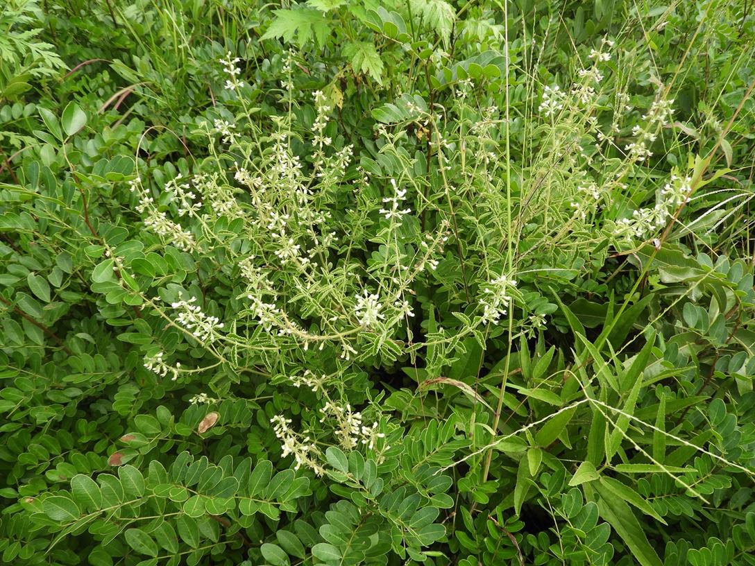 Ocimum lamiifolium