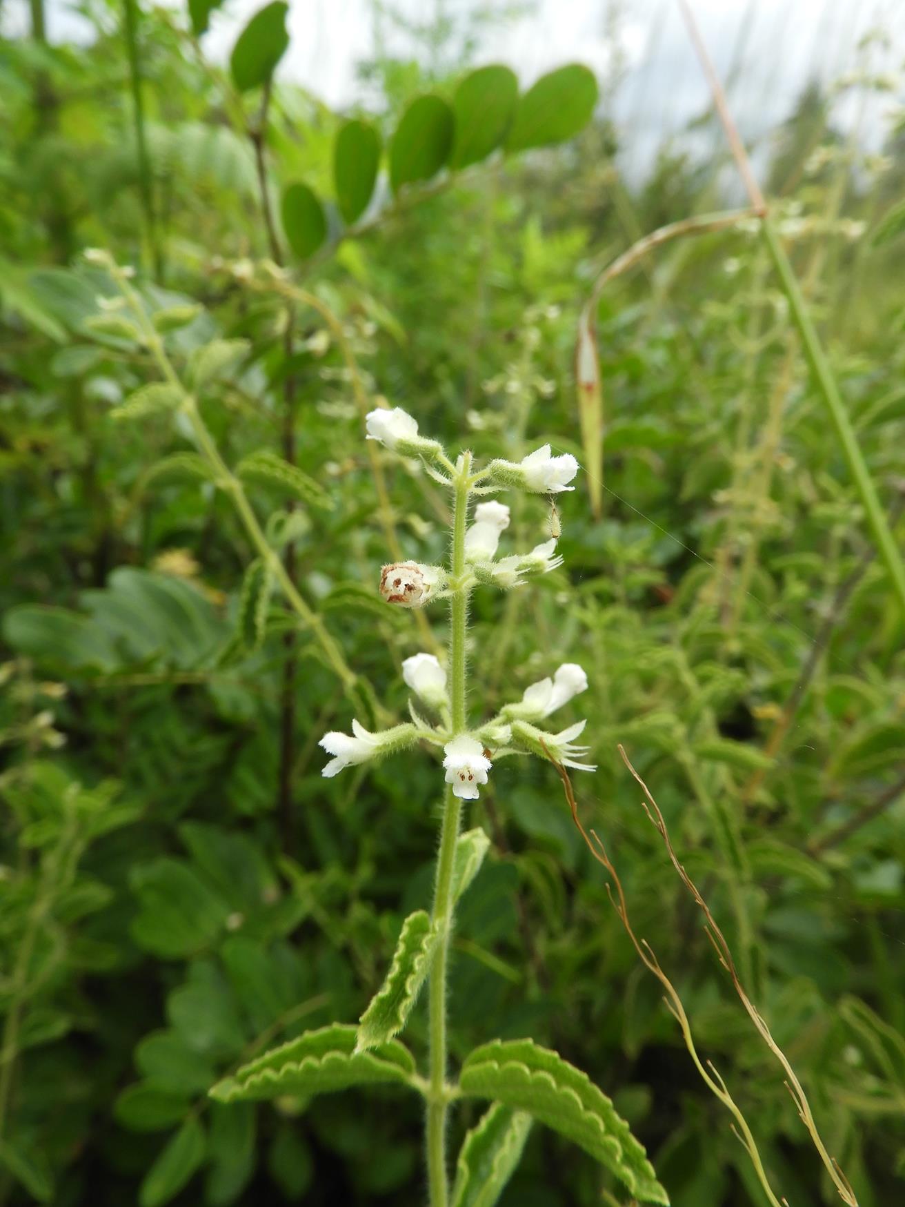 Ocimum lamiifolium