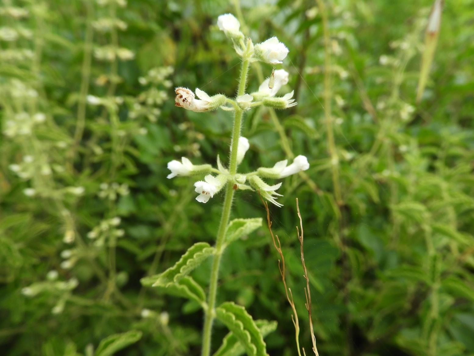 Ocimum lamiifolium