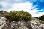 Asplenium megalura