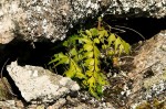 Asplenium megalura