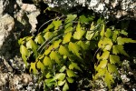 Asplenium megalura