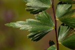 Asplenium megalura