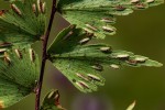 Asplenium megalura