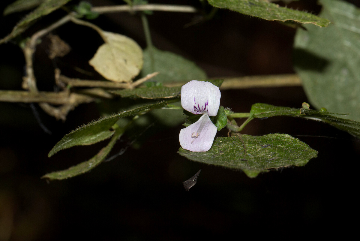 Hypoestes triflora