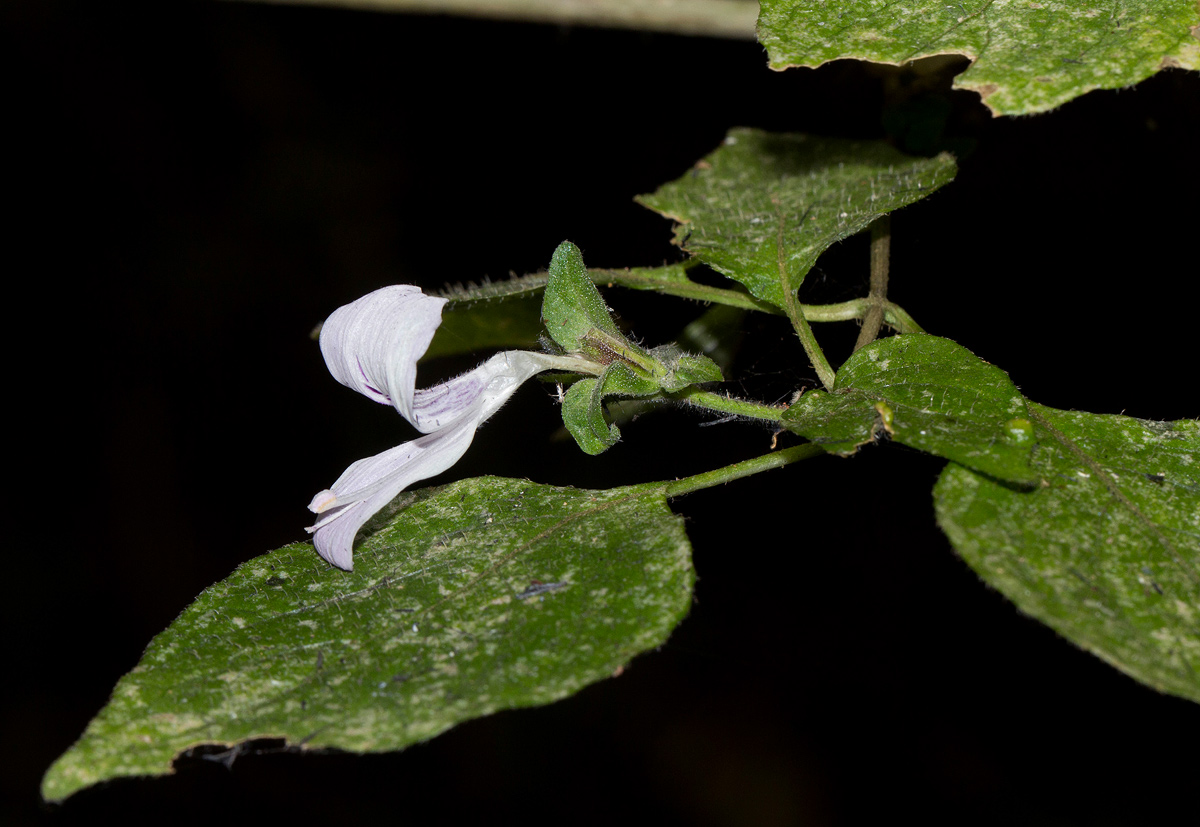 Hypoestes triflora