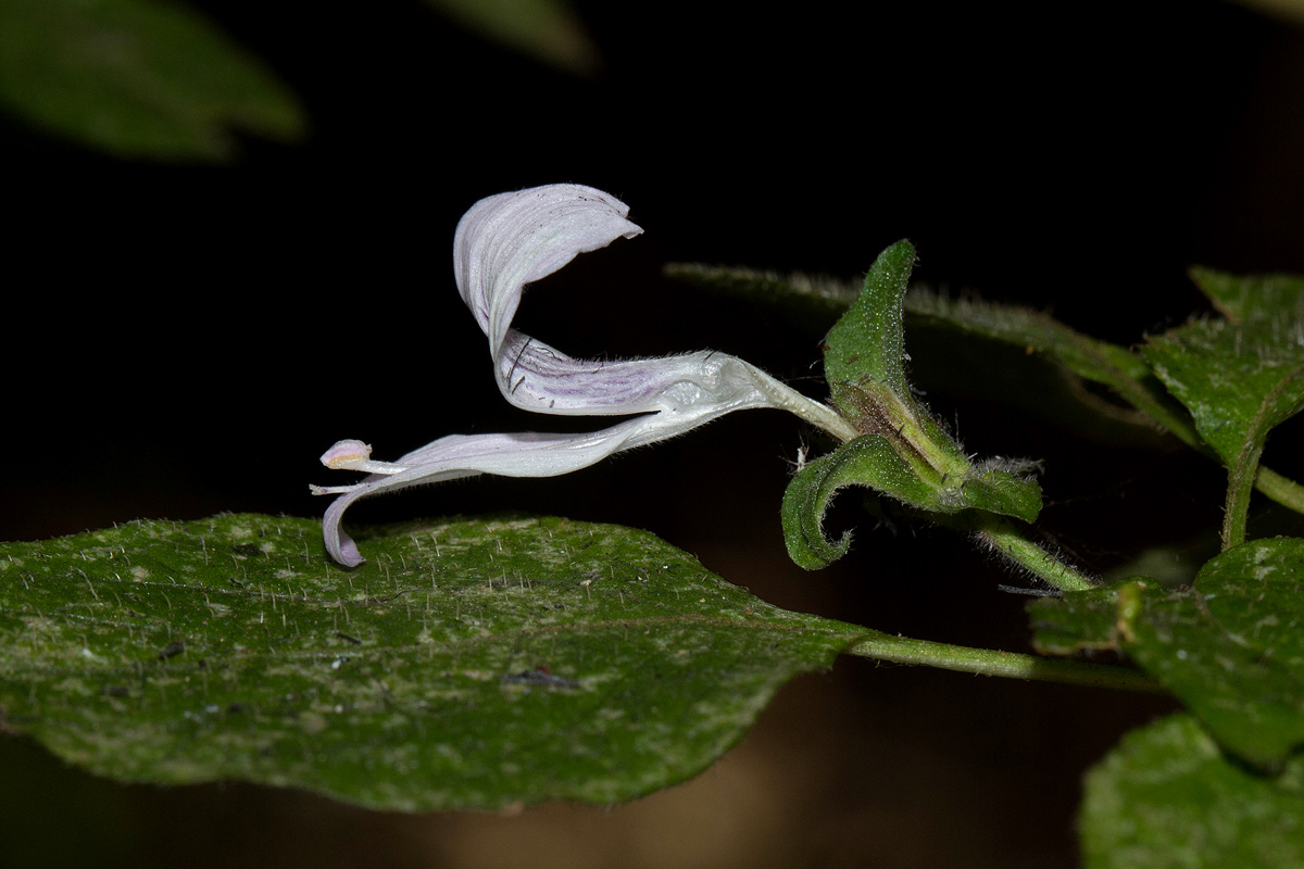 Hypoestes triflora