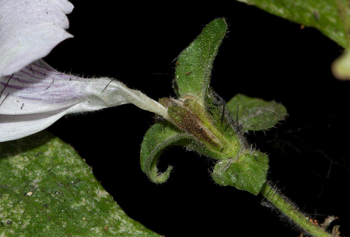 Hypoestes triflora