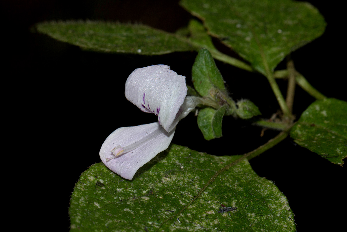 Hypoestes triflora