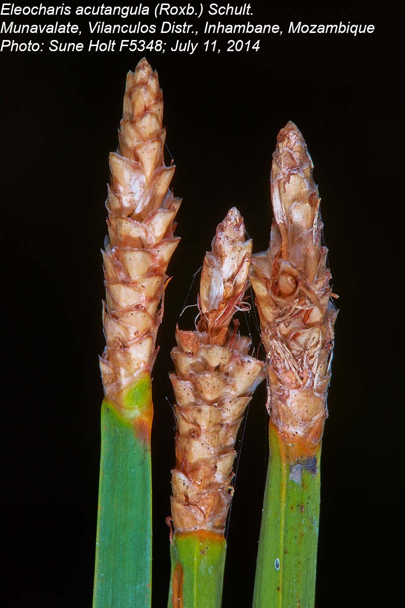 Eleocharis acutangula