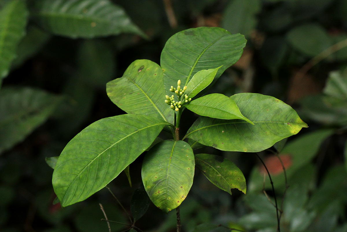 Rauvolfia mannii