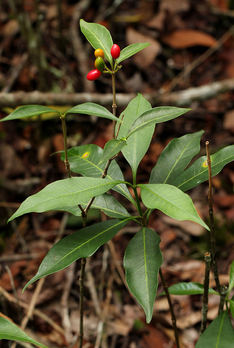 Rauvolfia mannii