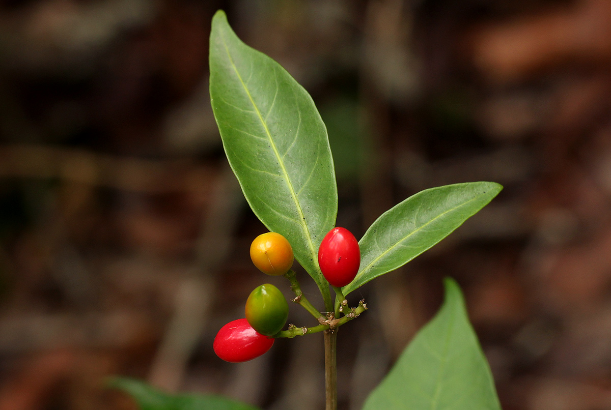 Rauvolfia mannii