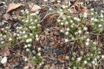 Senecio pachyrhizus