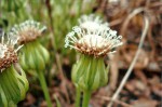 Senecio pachyrhizus