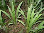 Senecio pachyrhizus