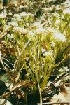 Senecio pachyrhizus