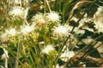 Senecio pachyrhizus