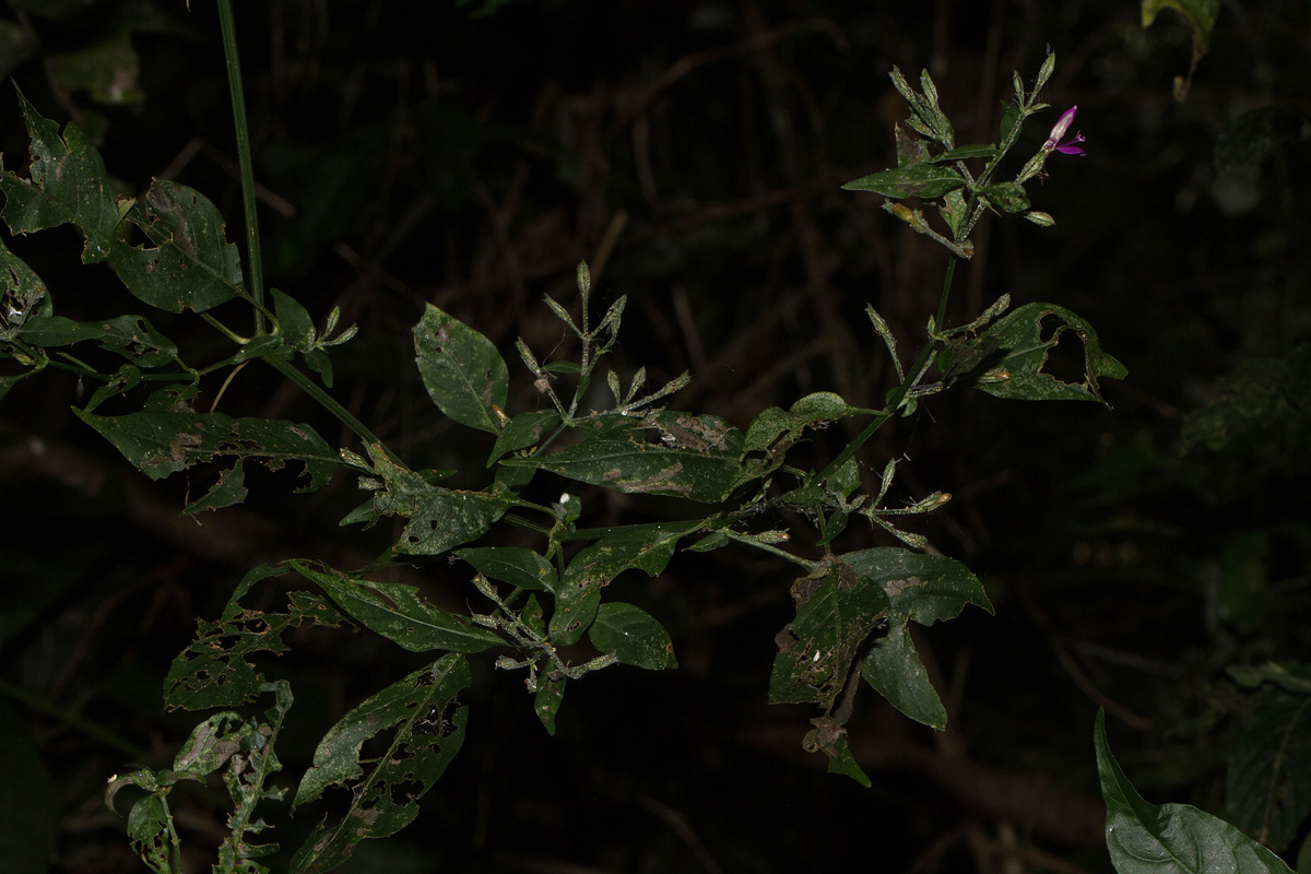 Dicliptera maculata subsp. maculata