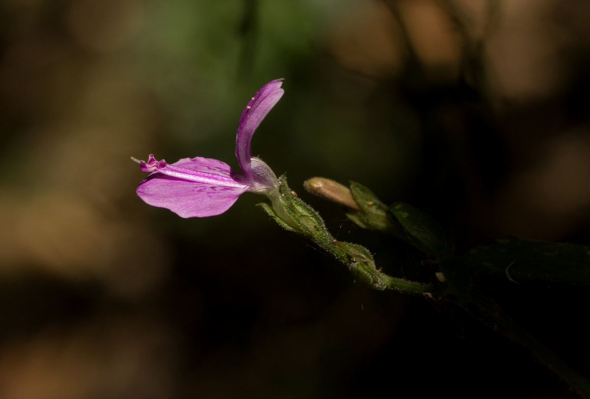 Dicliptera maculata subsp. maculata