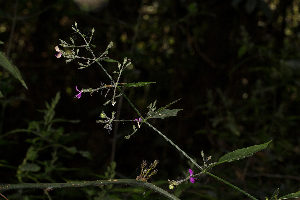 Dicliptera maculata subsp. maculata