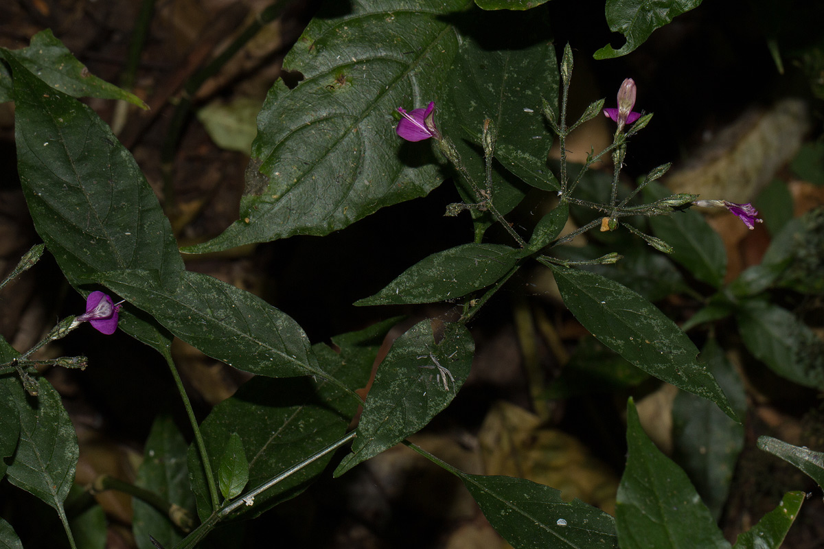 Dicliptera maculata subsp. maculata