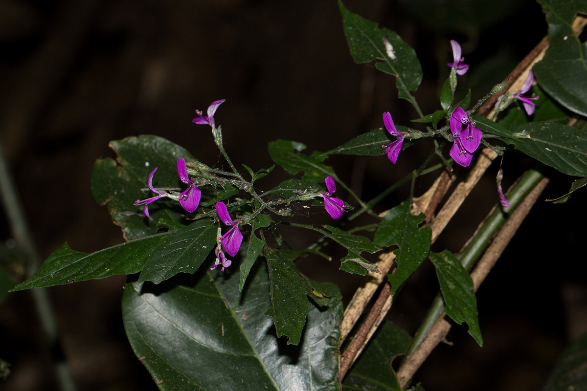 Dicliptera maculata subsp. maculata