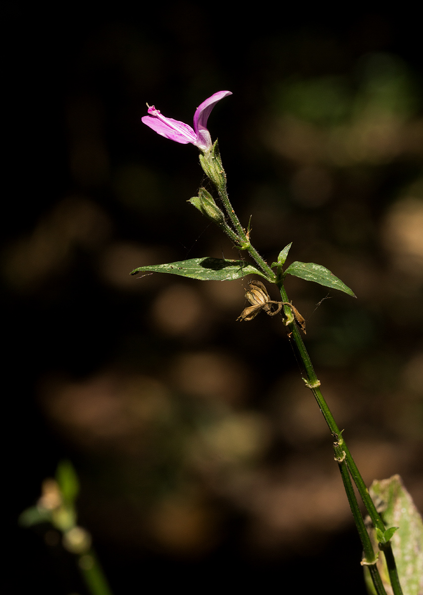 Dicliptera maculata subsp. maculata