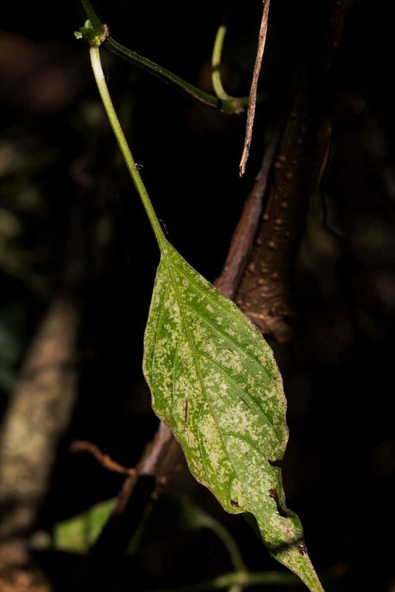 Dicliptera maculata subsp. maculata