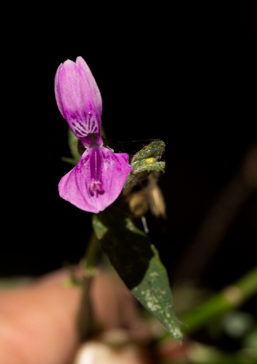 Dicliptera maculata subsp. maculata