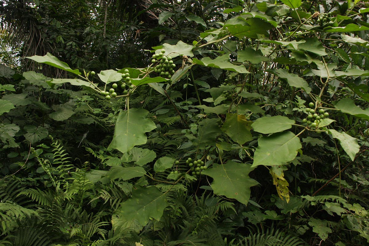 Solanum torvum