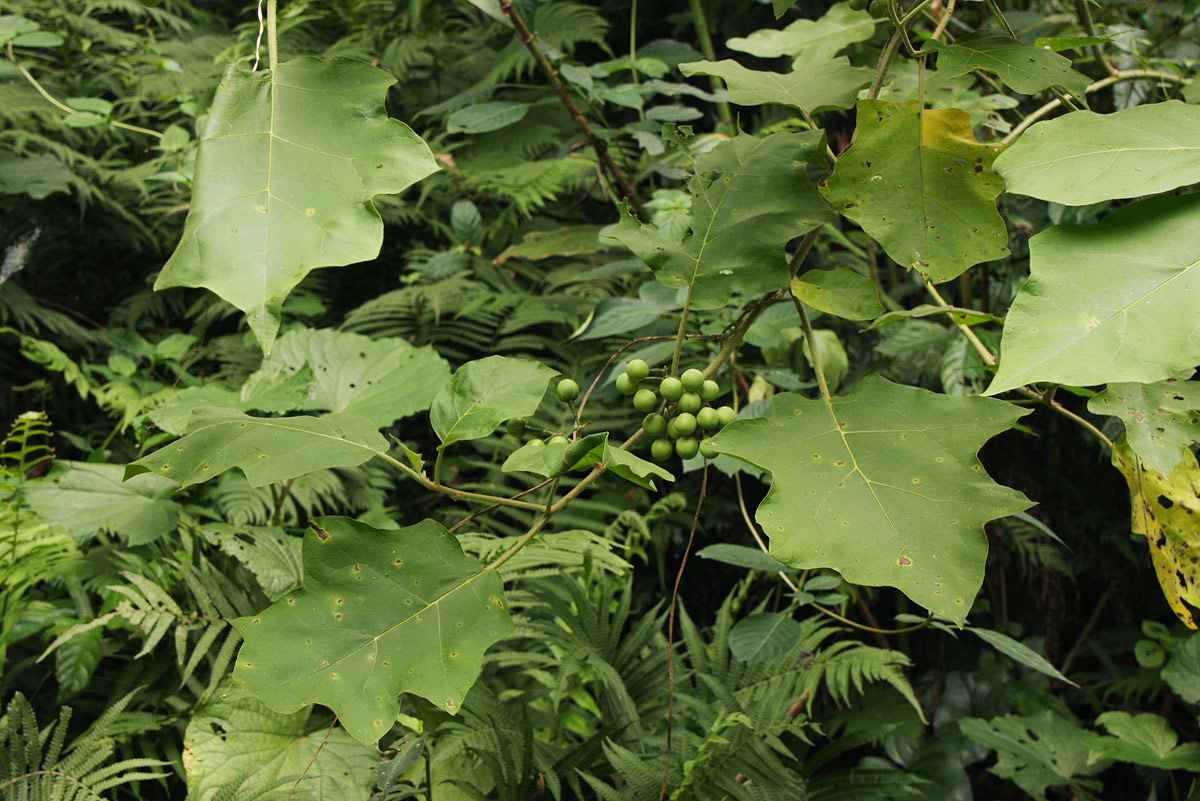 Solanum torvum