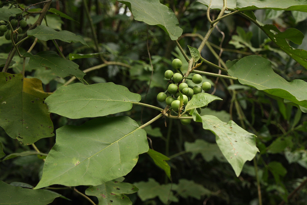 Solanum torvum