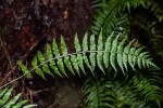 Asplenium smedsii