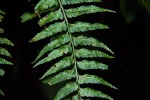 Asplenium smedsii