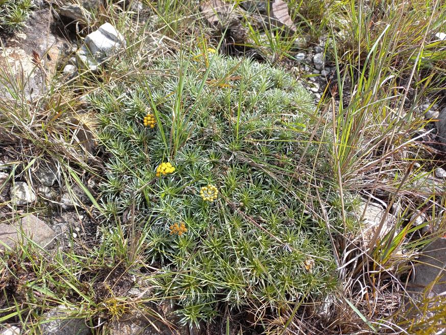 Helichrysum tillandsiifolium