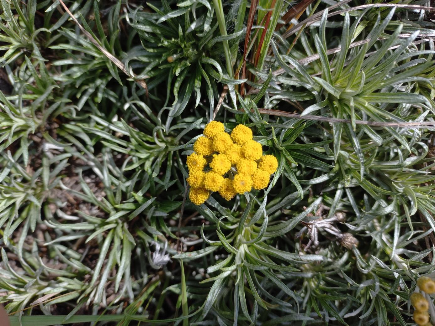 Helichrysum tillandsiifolium