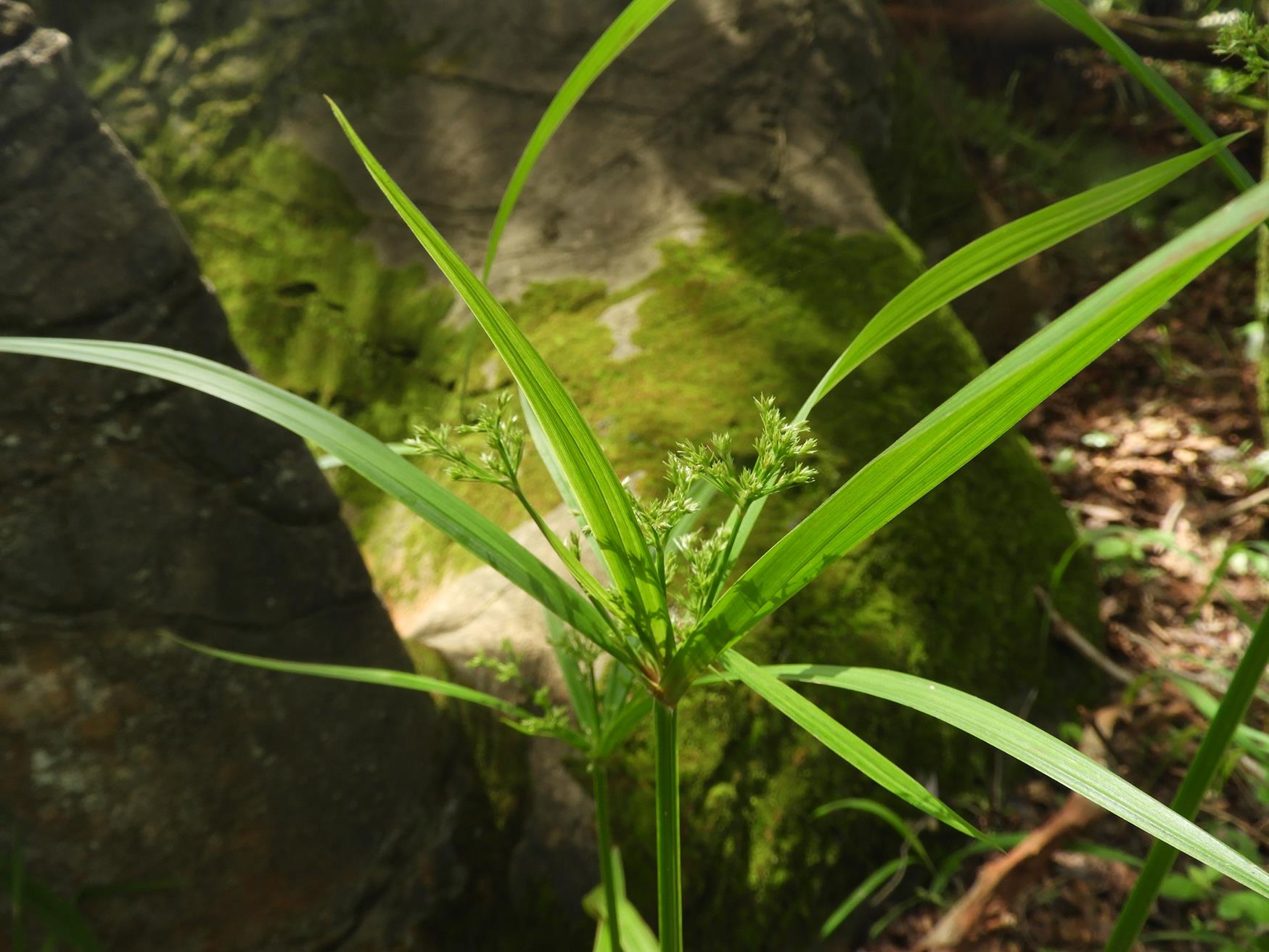 Cyperus renschii