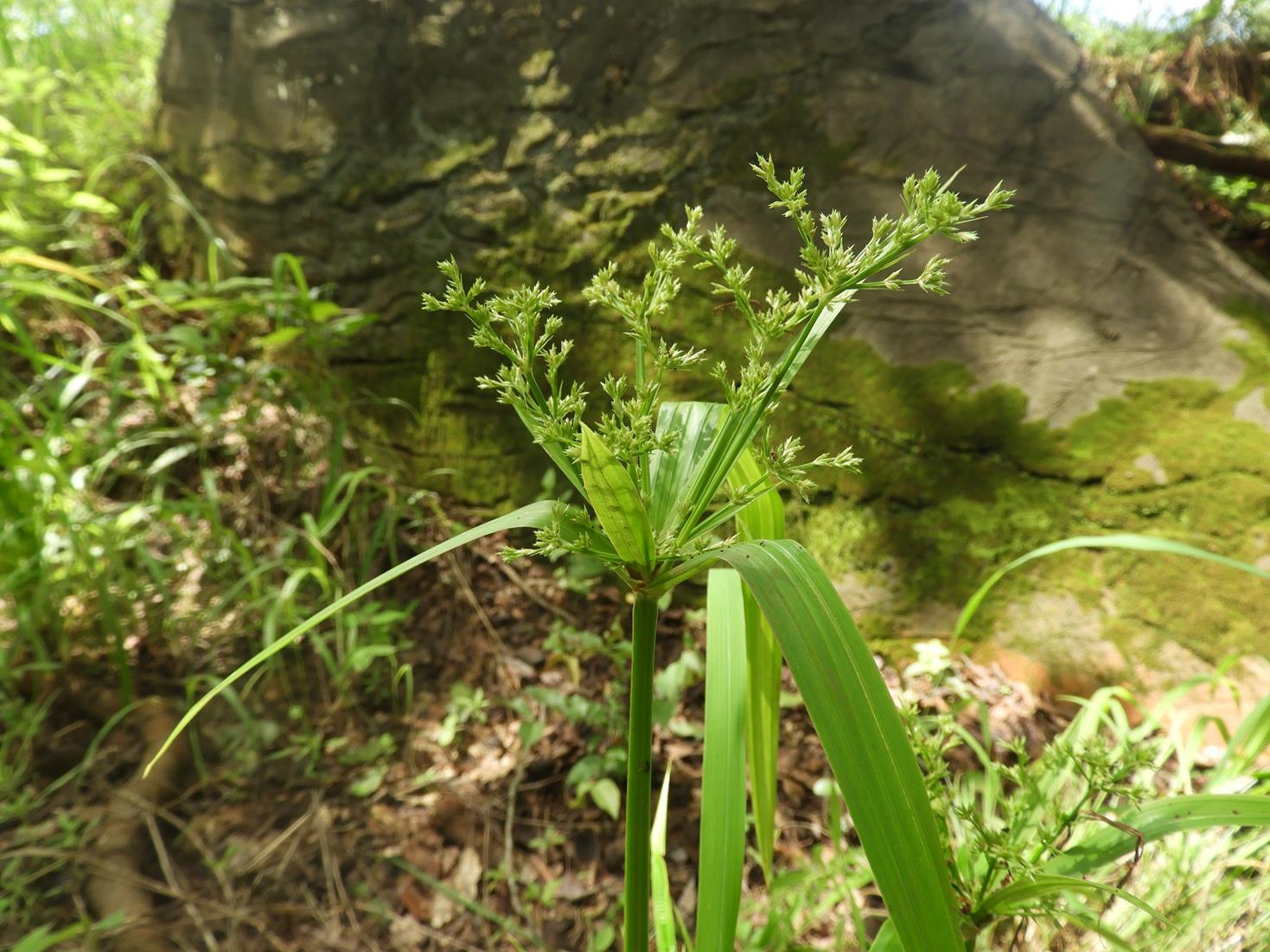 Cyperus renschii