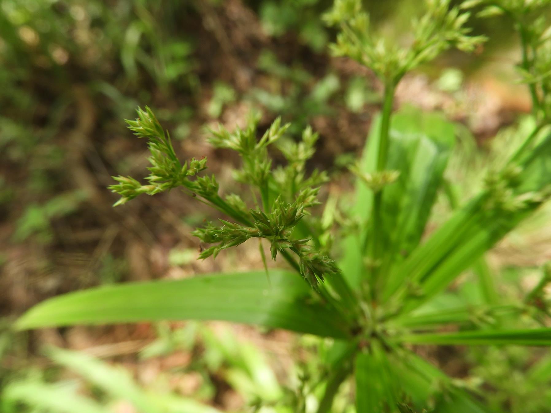 Cyperus renschii