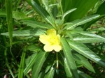 Ludwigia adscendens