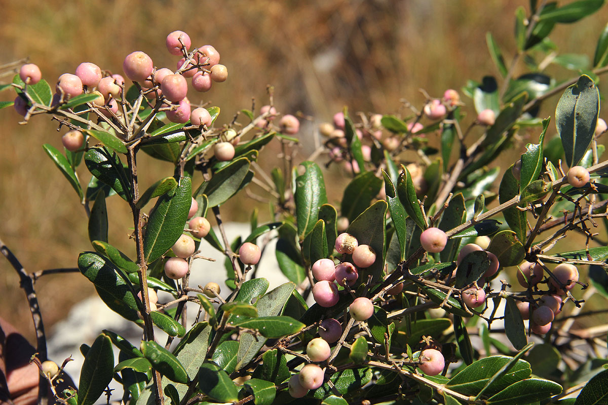 Olinia chimanimani