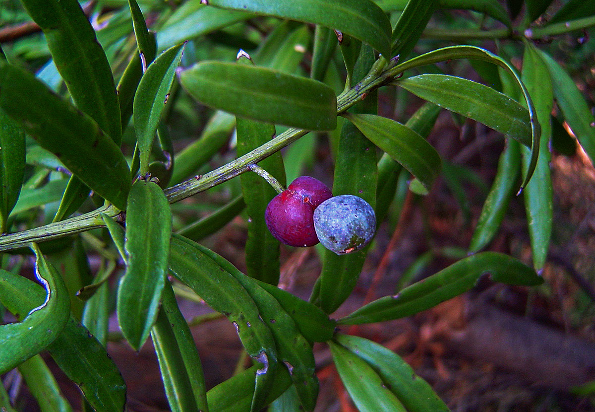 Podocarpus milanjianus