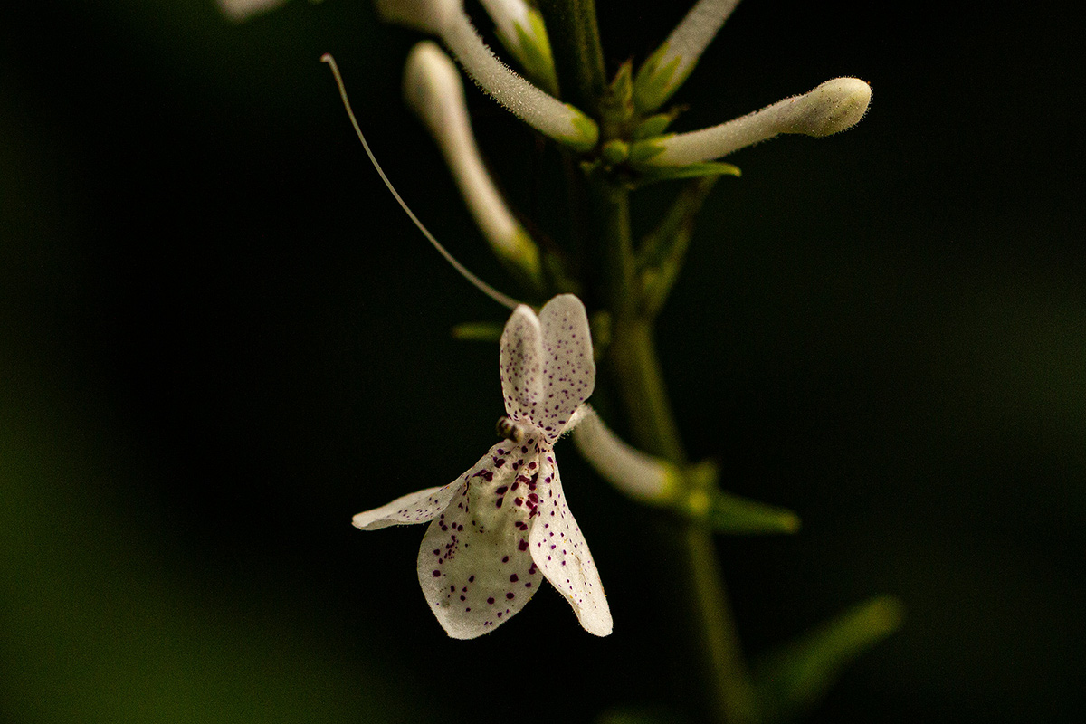 Pseuderanthemum ludovicianum