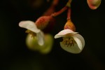 Begonia meyeri-johannis