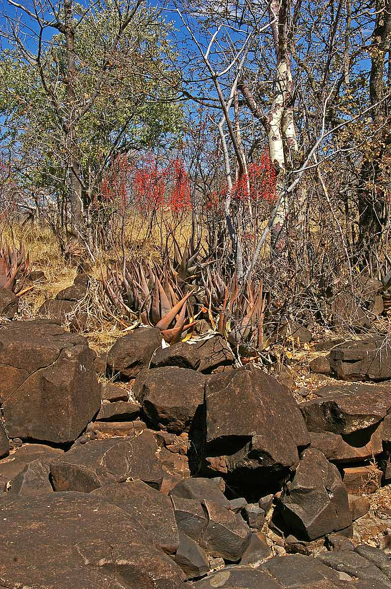 Aloe chabaudii at edge of dry water course, Livingstone Guest Farm