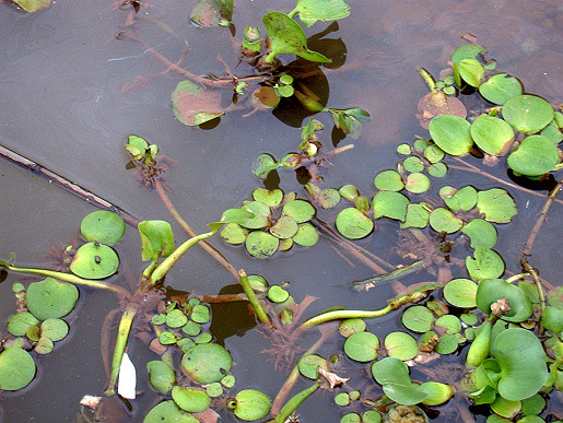 Limnobium laevigatum and E. crassipes, Miller's Creek, Lake Chivero, 2006. Both species seem to be in their 'pioneer' phase when they are growing rapidly and can disperse easily. Note the swollen petiole in the crassipes plant in the lower right corner, which is typical at this stage. Limnobium laevigatum and E. crassipes, Miller's Creek, Lake Chivero, 2006. Both species seem to be in their 'pioneer' phase when they are growing rapidly and can disperse easily. Note the swollen petiole in the crassipes plant in the lower right corner, which is typical at this stage.